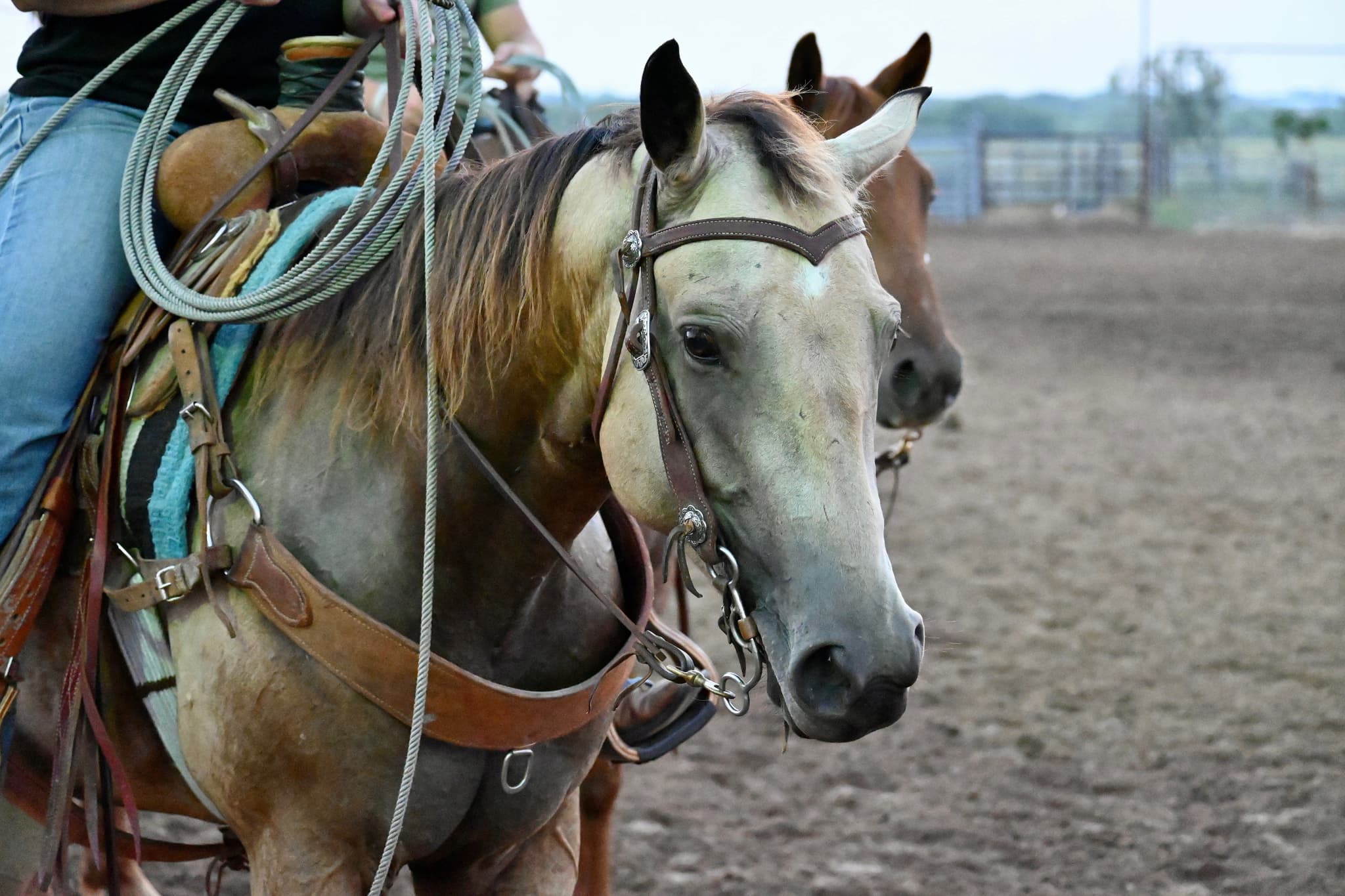 Horse Sales - Image 2