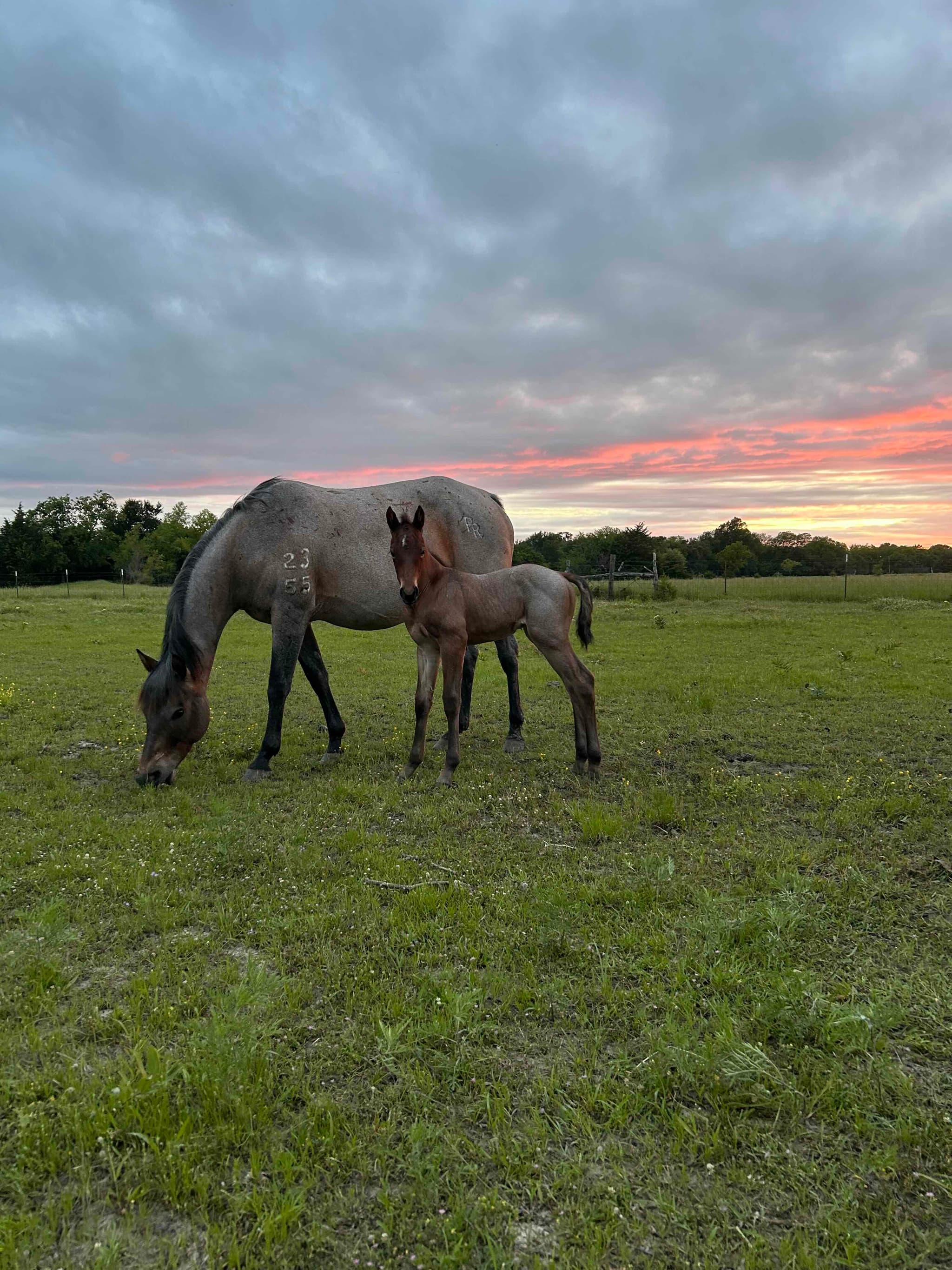 Horse Sales - Image 3