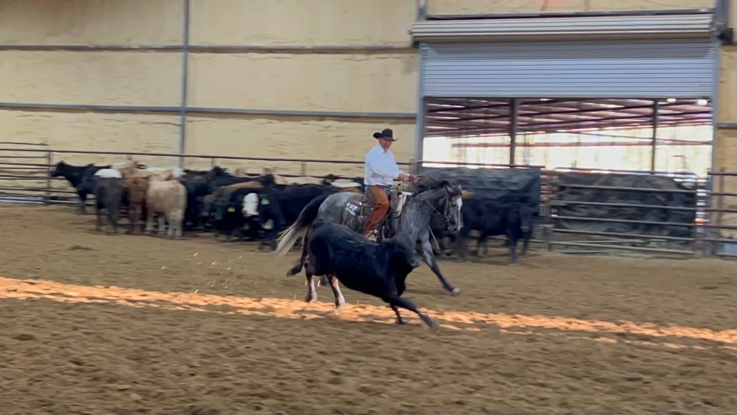 Equine Consulting - Image 1